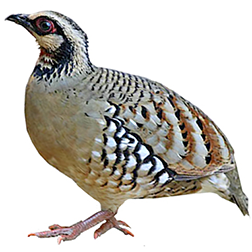 Brown-breasted Hill Partridge